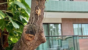 Un albero con un tronco nodoso e foglie verdeggianti davanti a un edificio moderno con ampie finestre e un balcone.