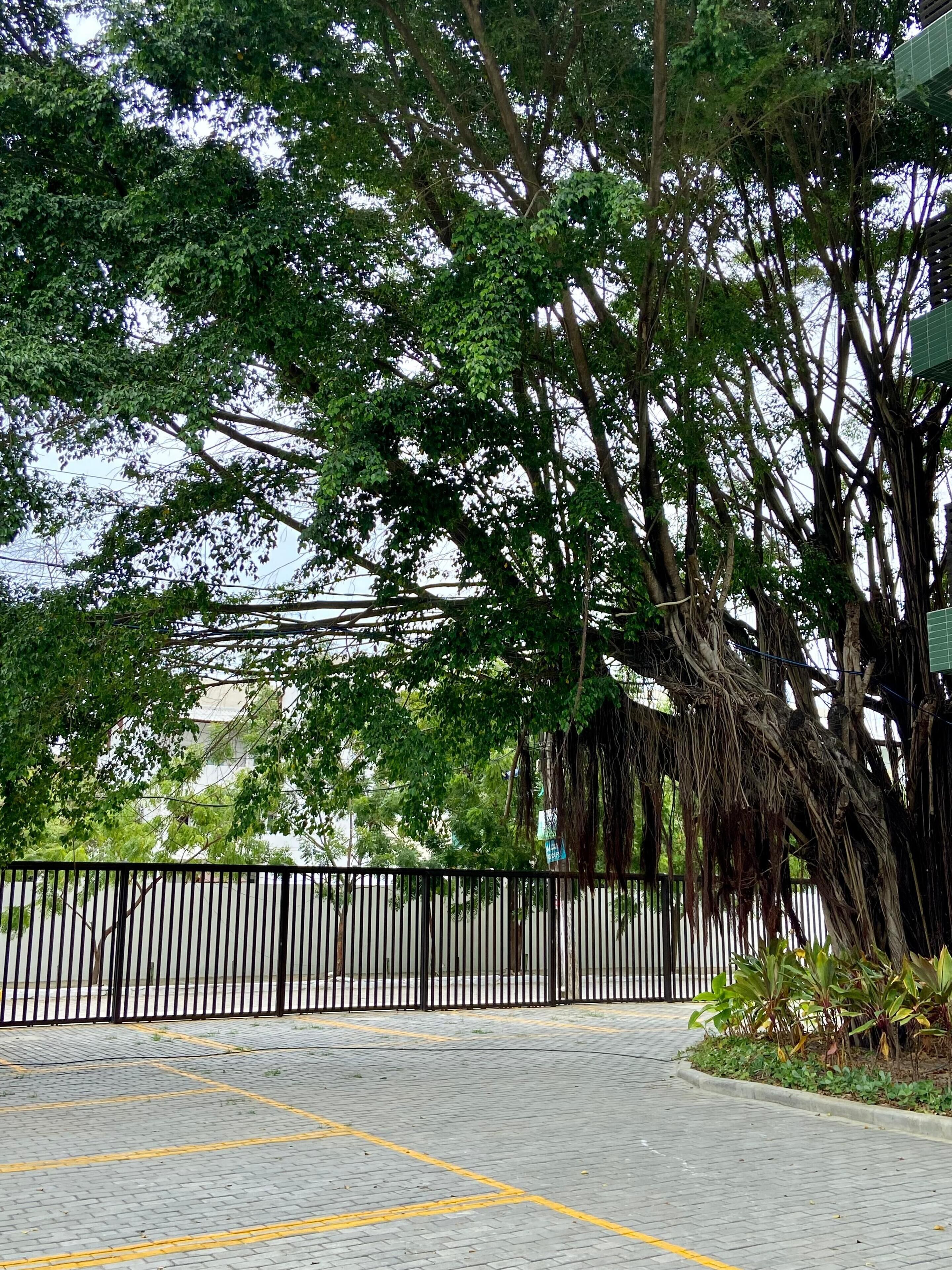 Zona d'aparcament pavimentada amb línies grogues, envoltada per una tanca de metall negre i arbres verds i frondosos.