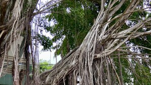 A large tree with extensive roots and branches overhanging a paved walkway. - Flat a 120 metros das Piscinas Naturais (Ipojuca)