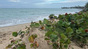 Una playa con arena y vegetación verde al frente.