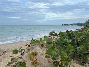 Plage à proximité, chaises longues, serviettes de plage