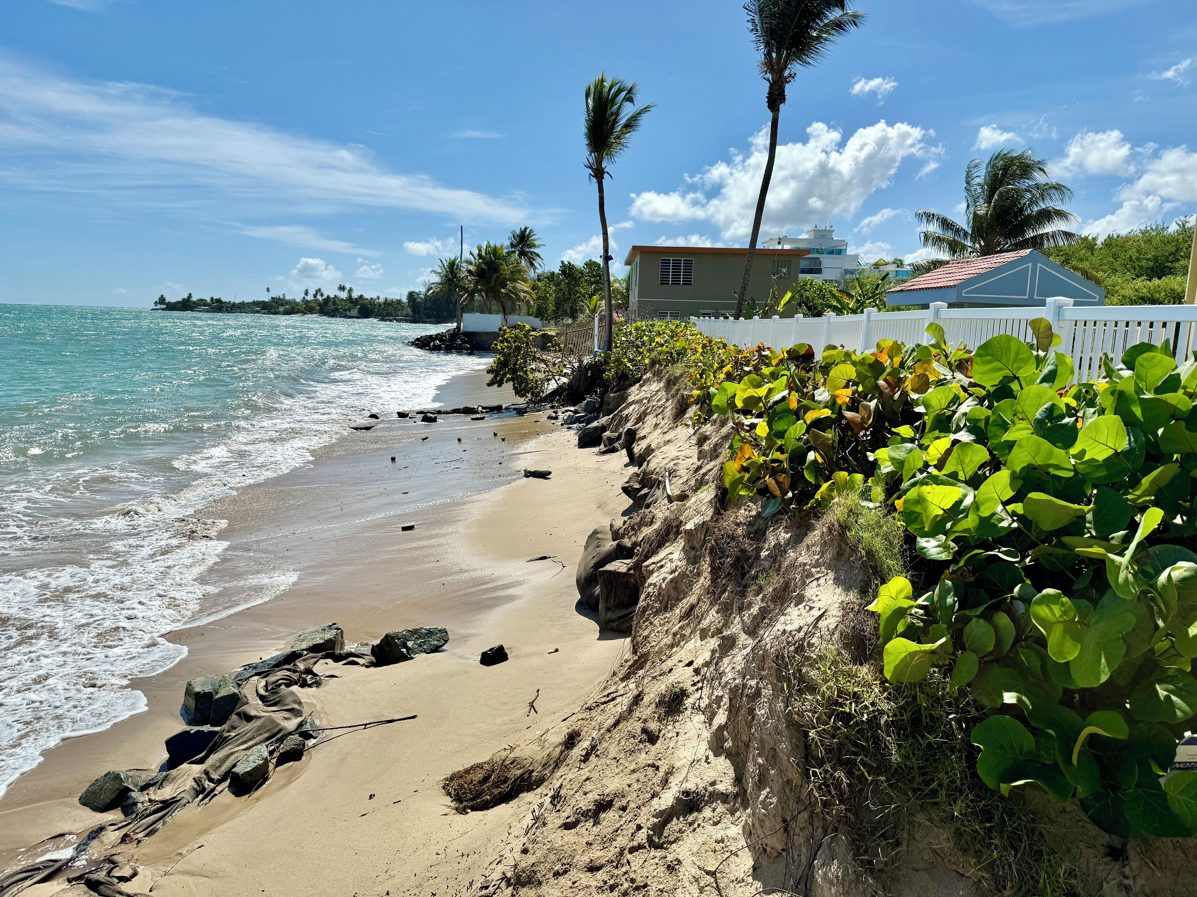 A beach with a sandy shore, palm trees, and a white fence.