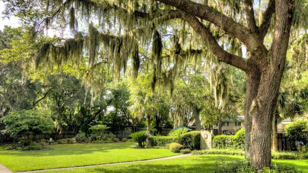 A well-maintained garden with a variety of trees, including a prominent tree with Spanish moss.