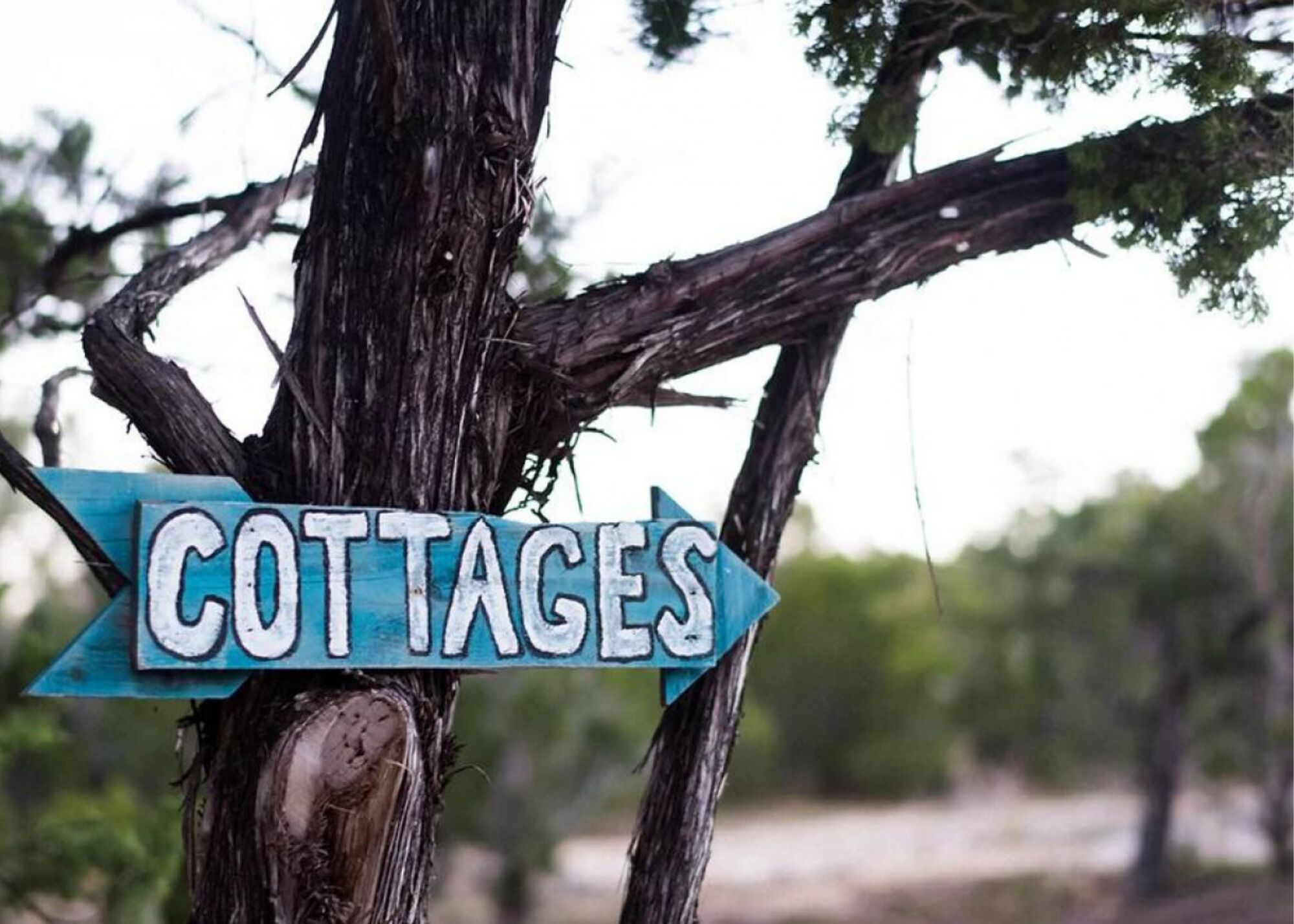 A sign on a tree labeled "COTTAGES".