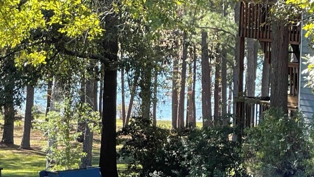 A forested area with tall trees and a wooden structure.