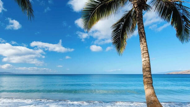 A beach with a palm tree and clear blue sky.