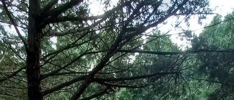 A forested area with a dirt path leading through it.