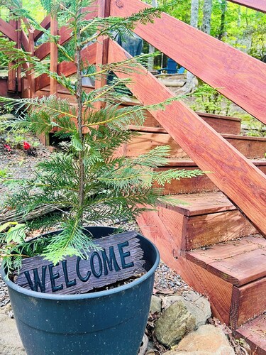 Cozy country cottage just minutes to Lake Chatuge and 15 Miles from Helen