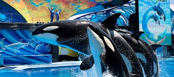 Renewed Disney Family Condo Universal Orlando