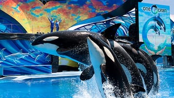 Außenpool, beheizter Pool