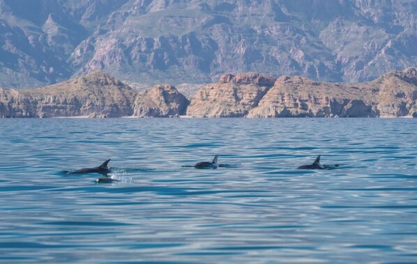 Miscellaneous - Unforgettable Loreto Escape: Oceanfront Views & Luxury Comfort (Loreto)