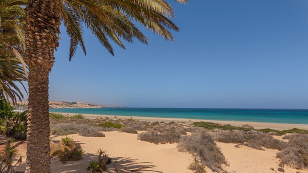 A beach with sand dunes, sparse vegetation, and a clear blue sky.