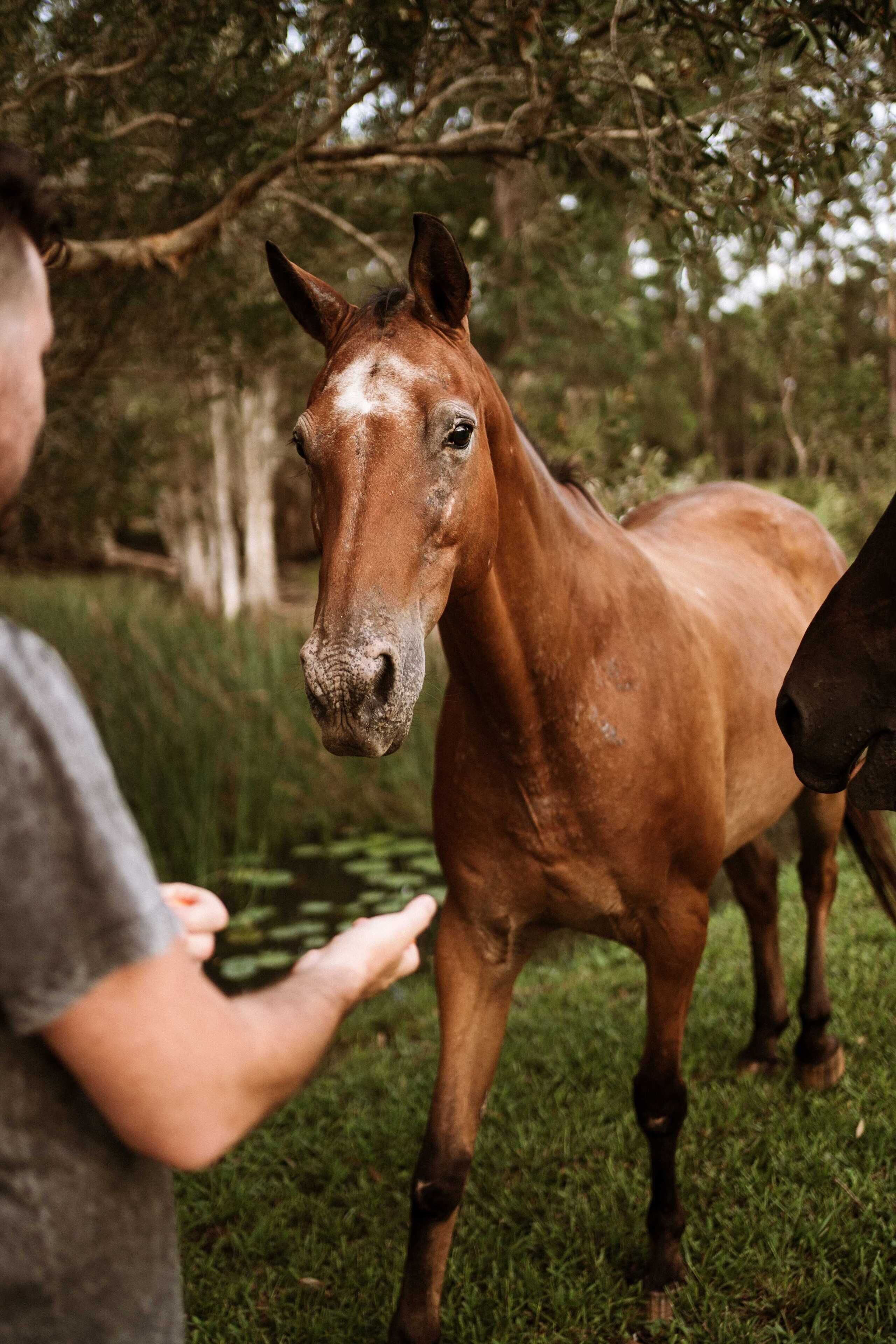 Une personne interagissant avec un cheval dans un espace extérieur verdoyant, avec des arbres en arrière-plan.