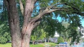 Un grand arbre se dresse près d’un lac paisible, où se trouvent une jetée et des chaises.