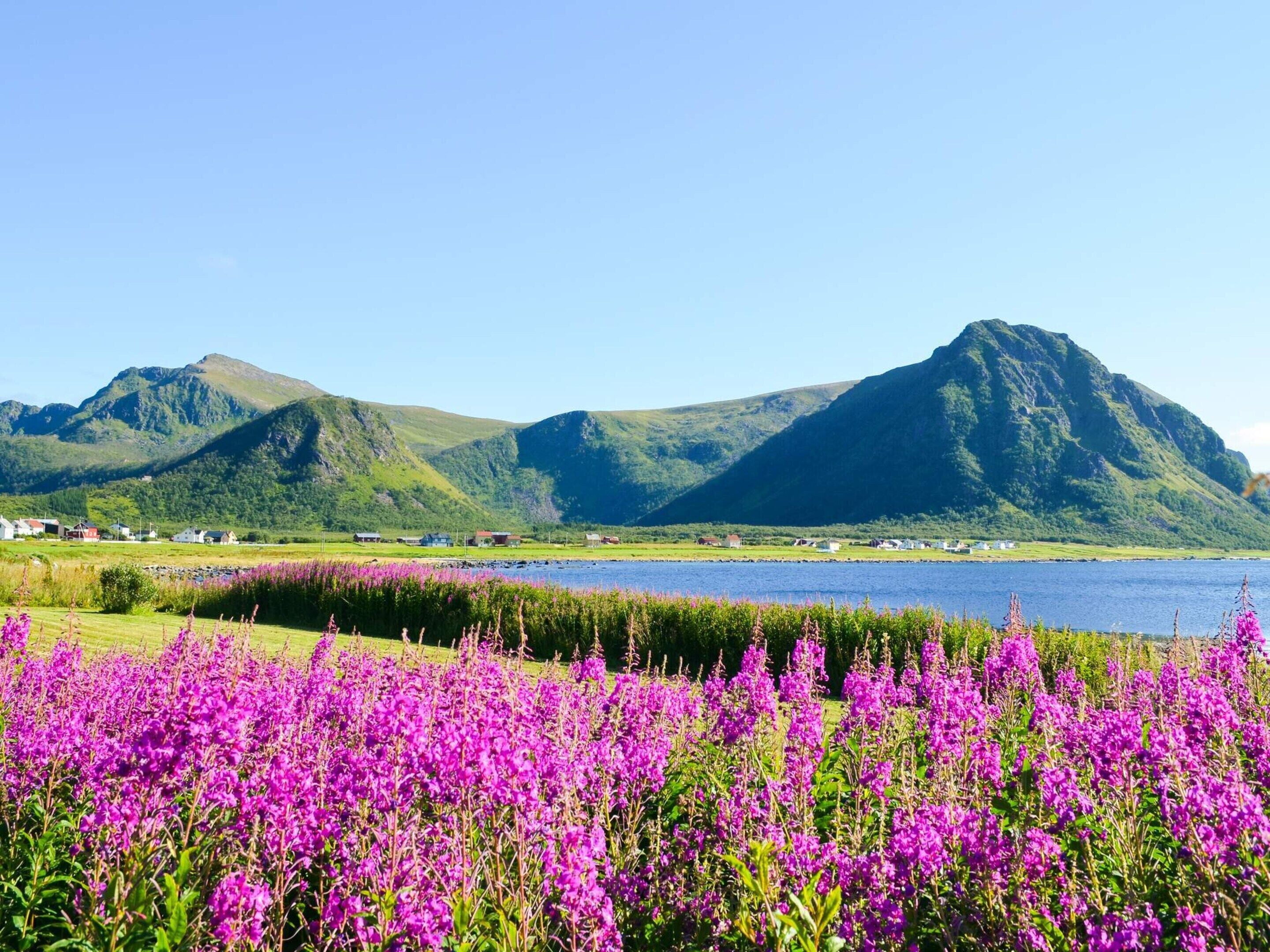 A coastal landscape with mountains, a lake, and purple flowers in the foreground.