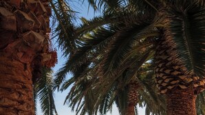 A coastal park with palm trees, a bench, and a view of the sea. - Villa Lucia - Bilo 4 Mandarin - ground floor (Puglia)