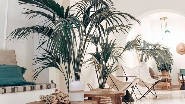 A spacious lobby with a high ceiling, a large central plant, a wooden coffee table, and a seating area with a sofa and chairs. - Casa du Soleil Hostal Boutique (Madrid)