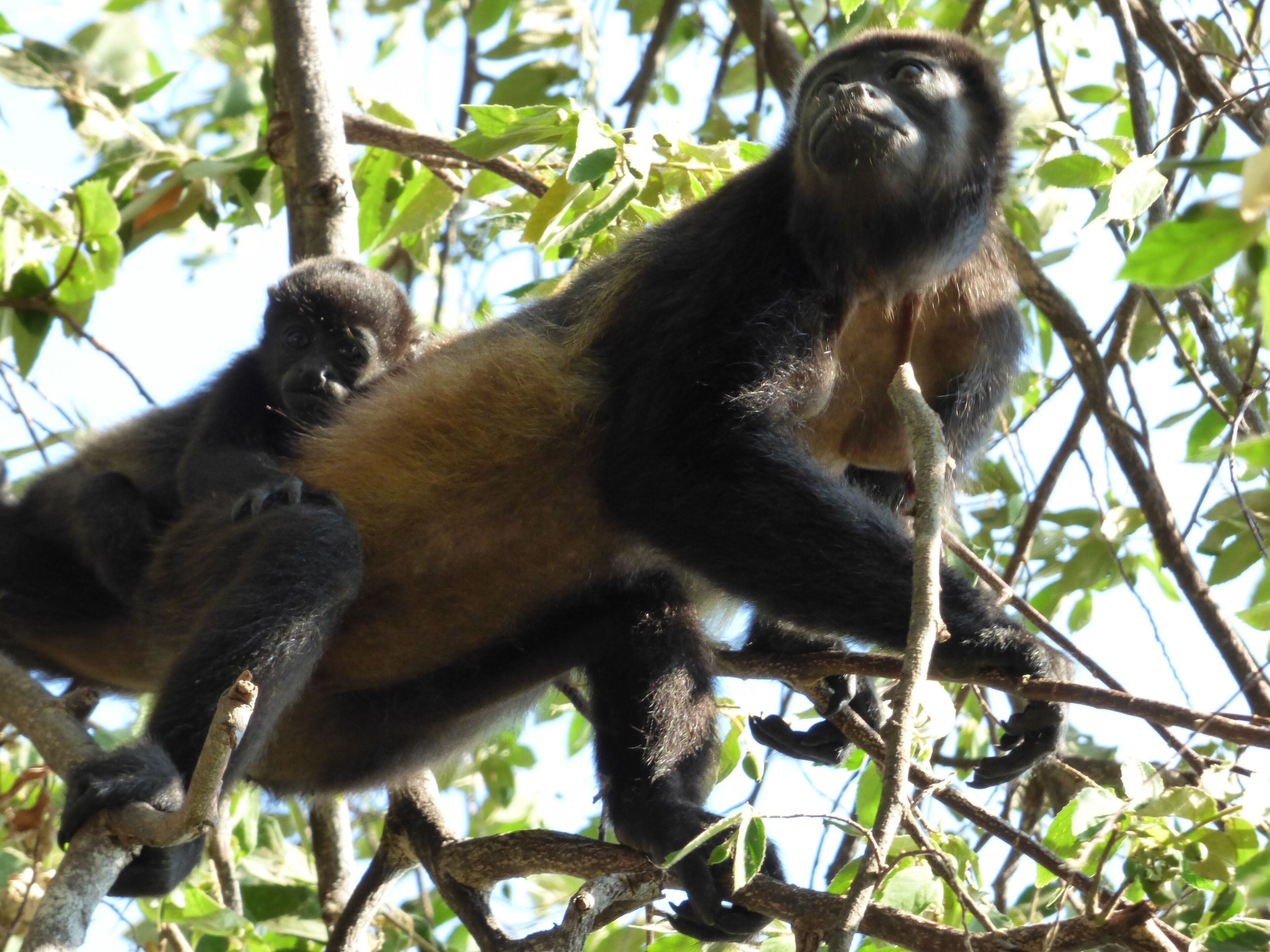 Un gorila sentado en una rama de árbol rodeado de hojas verdes.