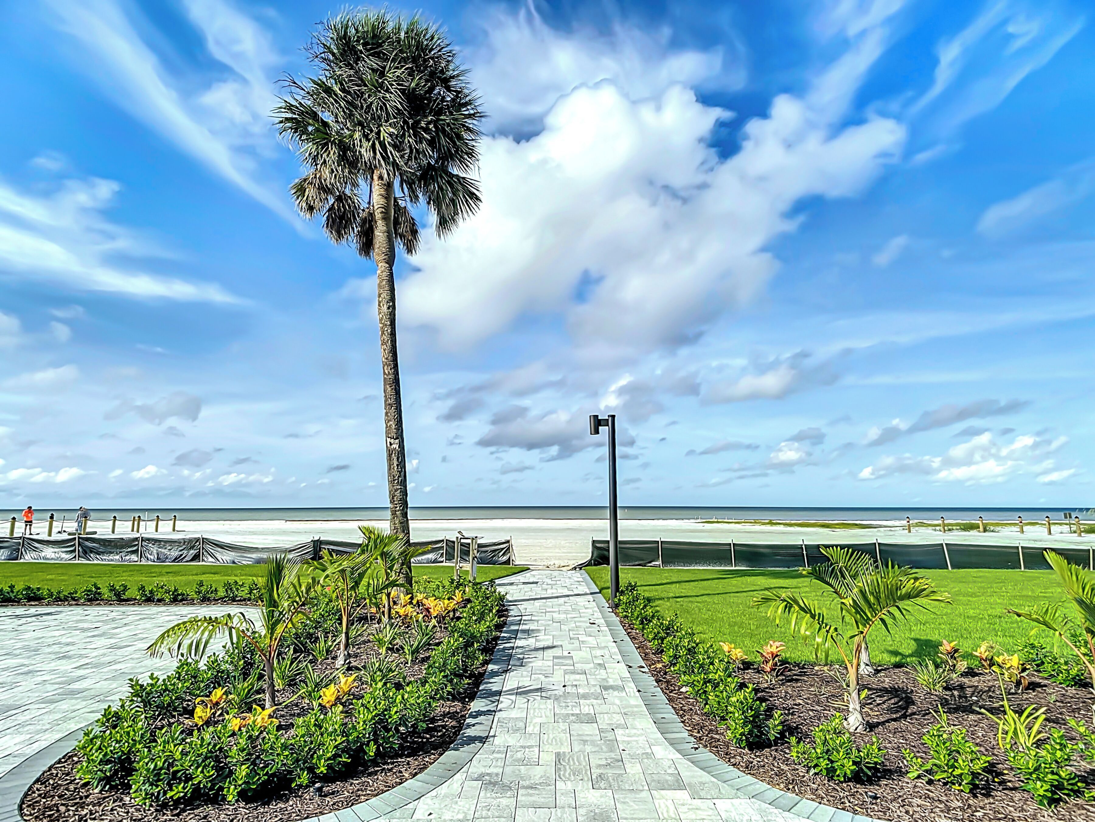 A paved walkway with a palm tree and a view of the ocean.