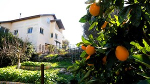 A residential building with a garden and fruit trees. - Charming 2-bedroom apartment with WiFi, AC in quaint Mikhmanim (Mikhmanim)