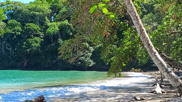 A beach with clear turquoise water, sandy shore, and dense green foliage. - Caribbeans beach Cahuita (Beach house.) Near beaches, Houses in lemon. (Cahuita)