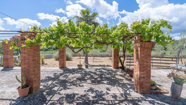 Un vignoble où les vignes sont soutenues par des piliers en briques, agrémenté de plantes en pot, et où le ciel est d’un bleu limpide.