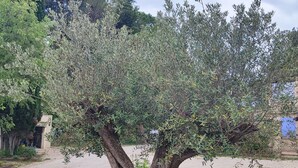 Ein Baum mit einem dicken Stamm und dichtem Blätterwerk in einer angelegten Grünfläche mit Mulch und kleinen Pflanzen.