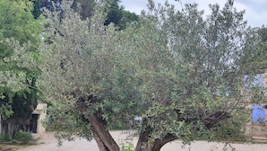 Un árbol con tronco grueso y follaje denso en un área ajardinada con mantillo y plantas pequeñas.