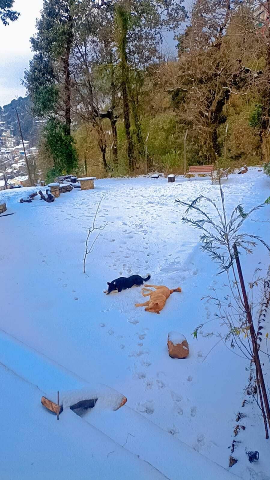 A snowy outdoor area with benches and a dog lying on the snow.