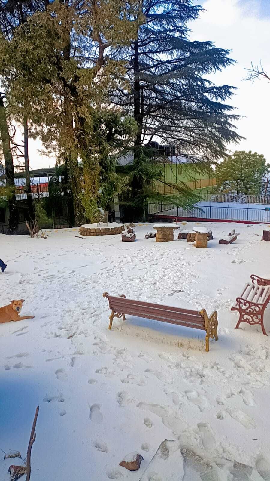 A snowy outdoor area with a bench, a dog lying down, and a tree.