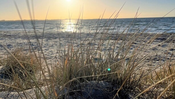 A beach scene with the sun setting over the ocean, grasses in the foreground, and a clear sky.