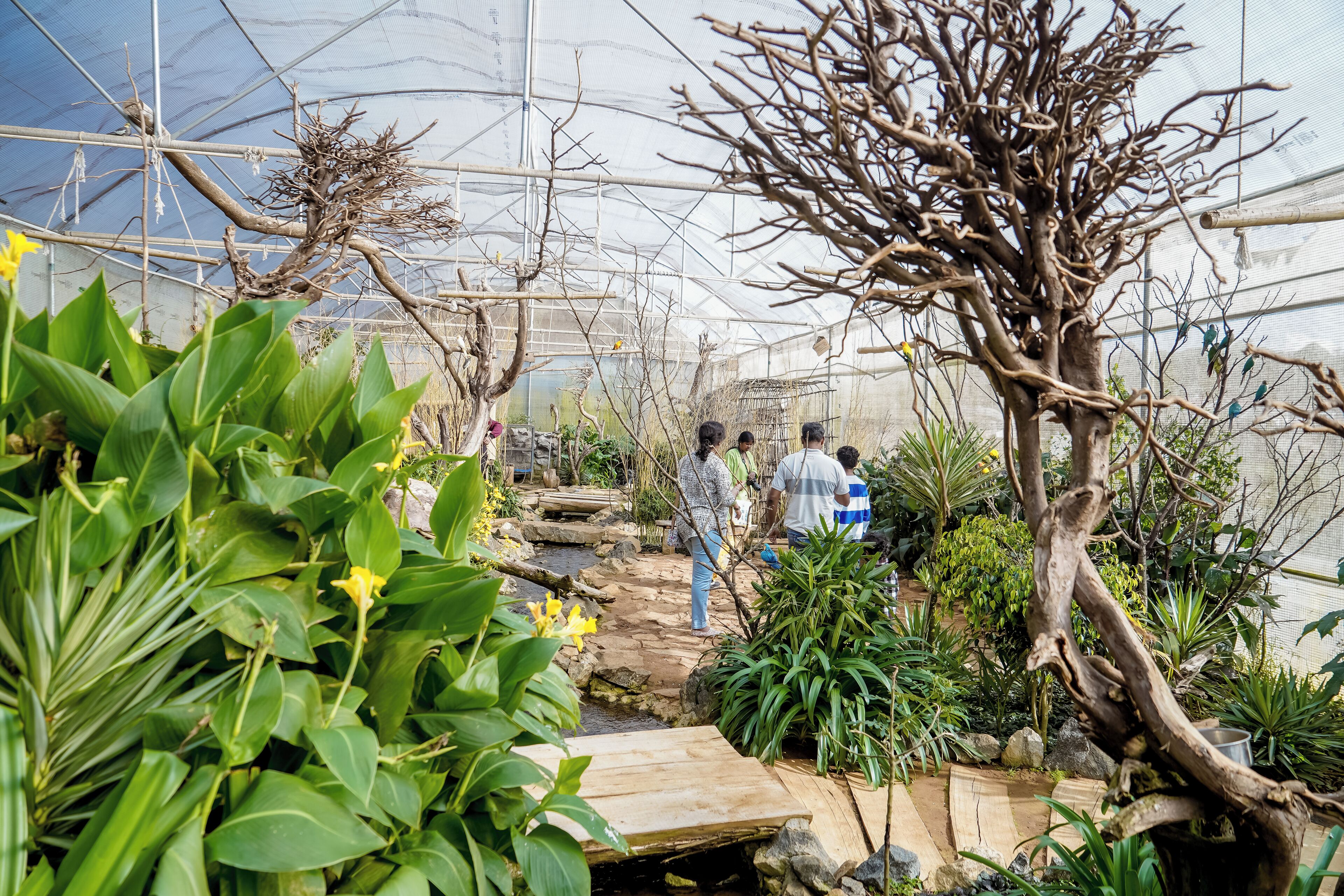 A greenhouse with a wooden walkway, various plants, and a mesh ceiling.