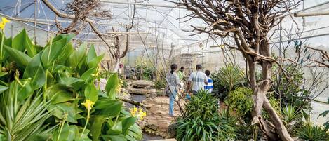 A greenhouse with a wooden walkway, various plants, and a mesh ceiling.