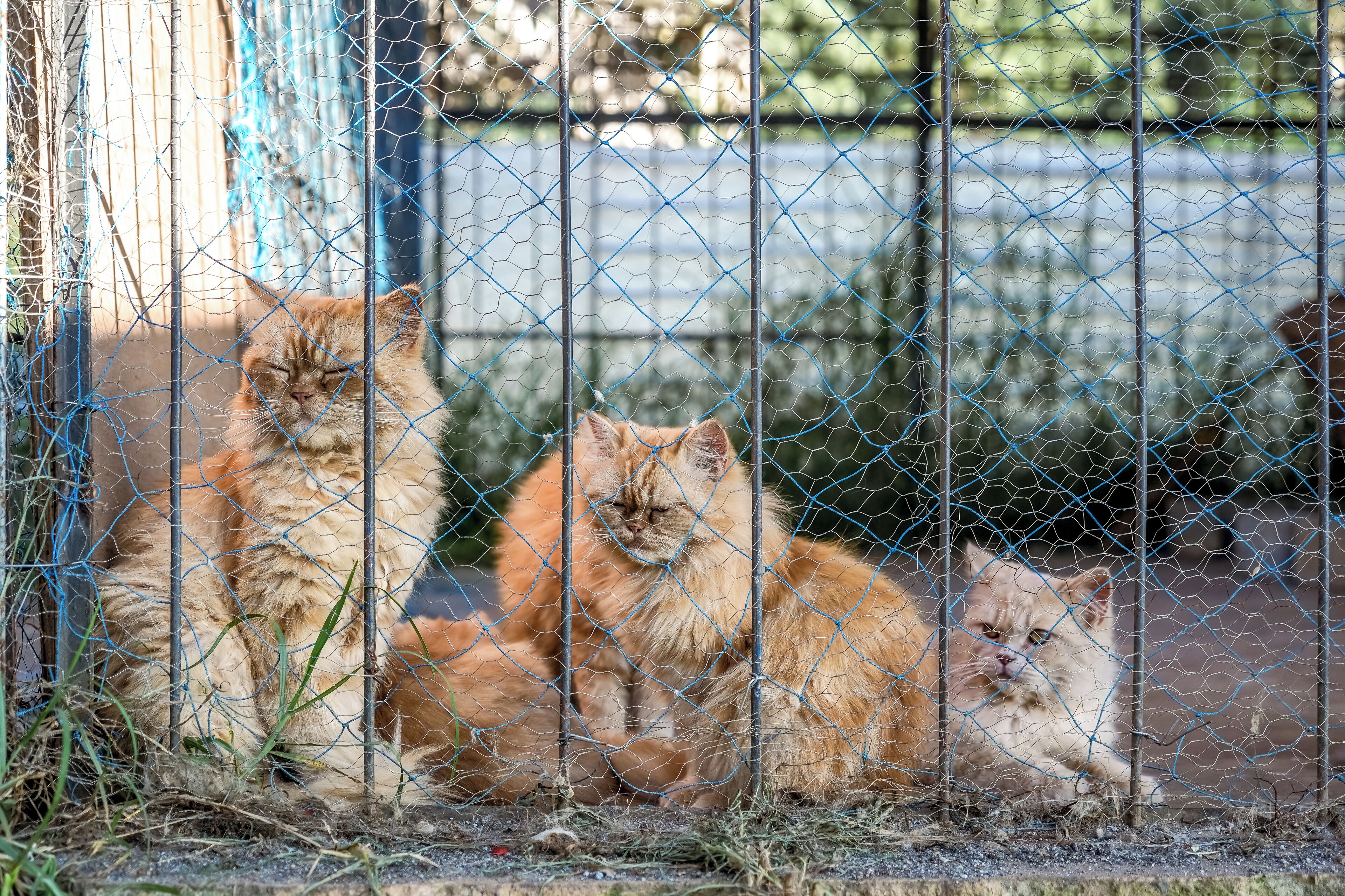 Three cats sitting behind a wire fence.