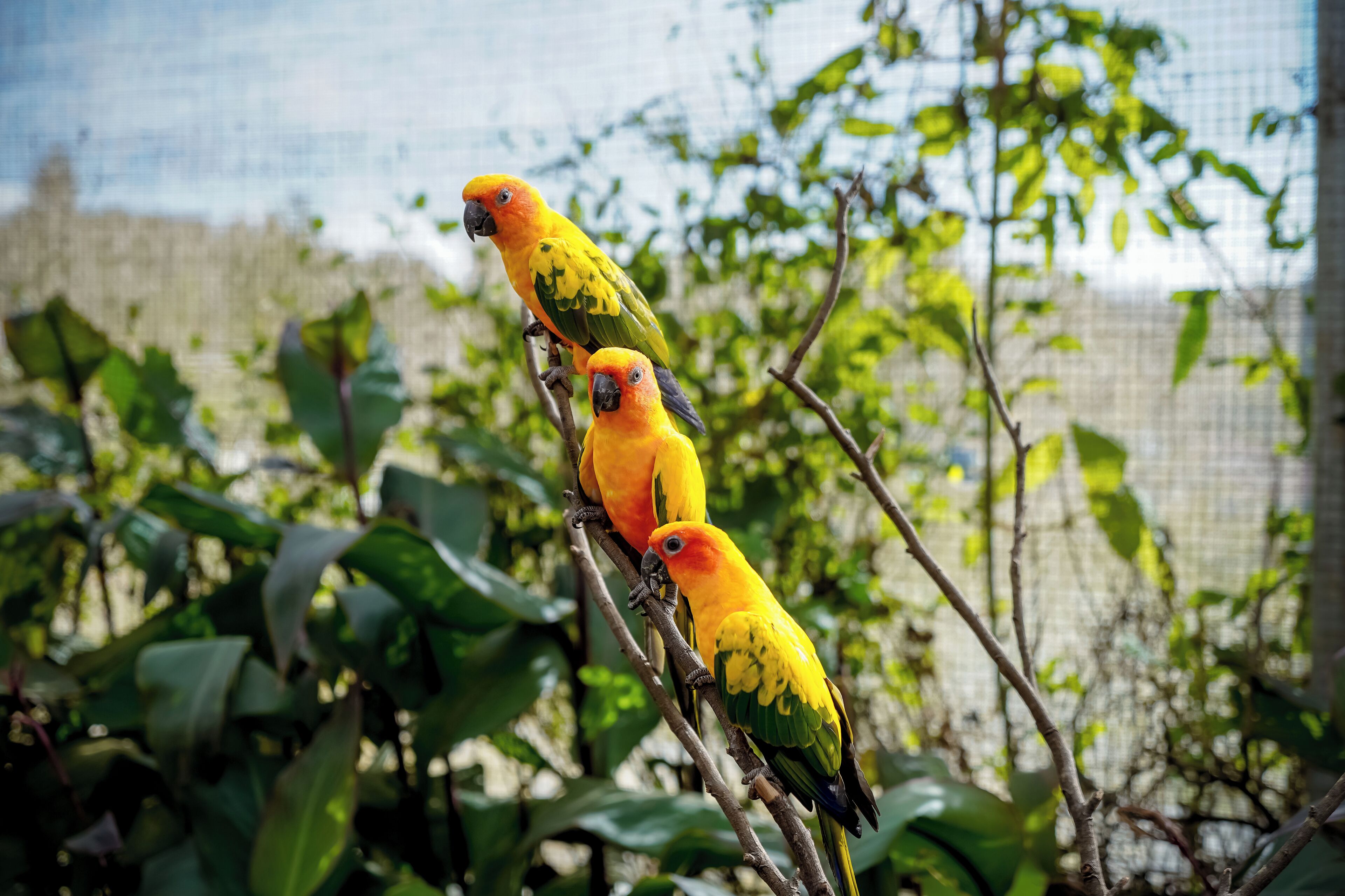 Trois perroquets jaunes étaient perchés sur une branche.