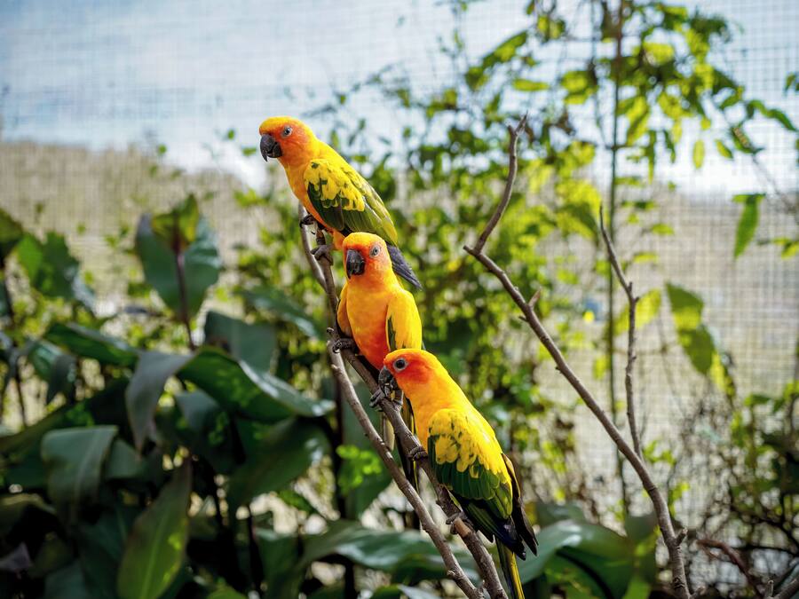 Trois perroquets jaunes étaient perchés sur une branche.