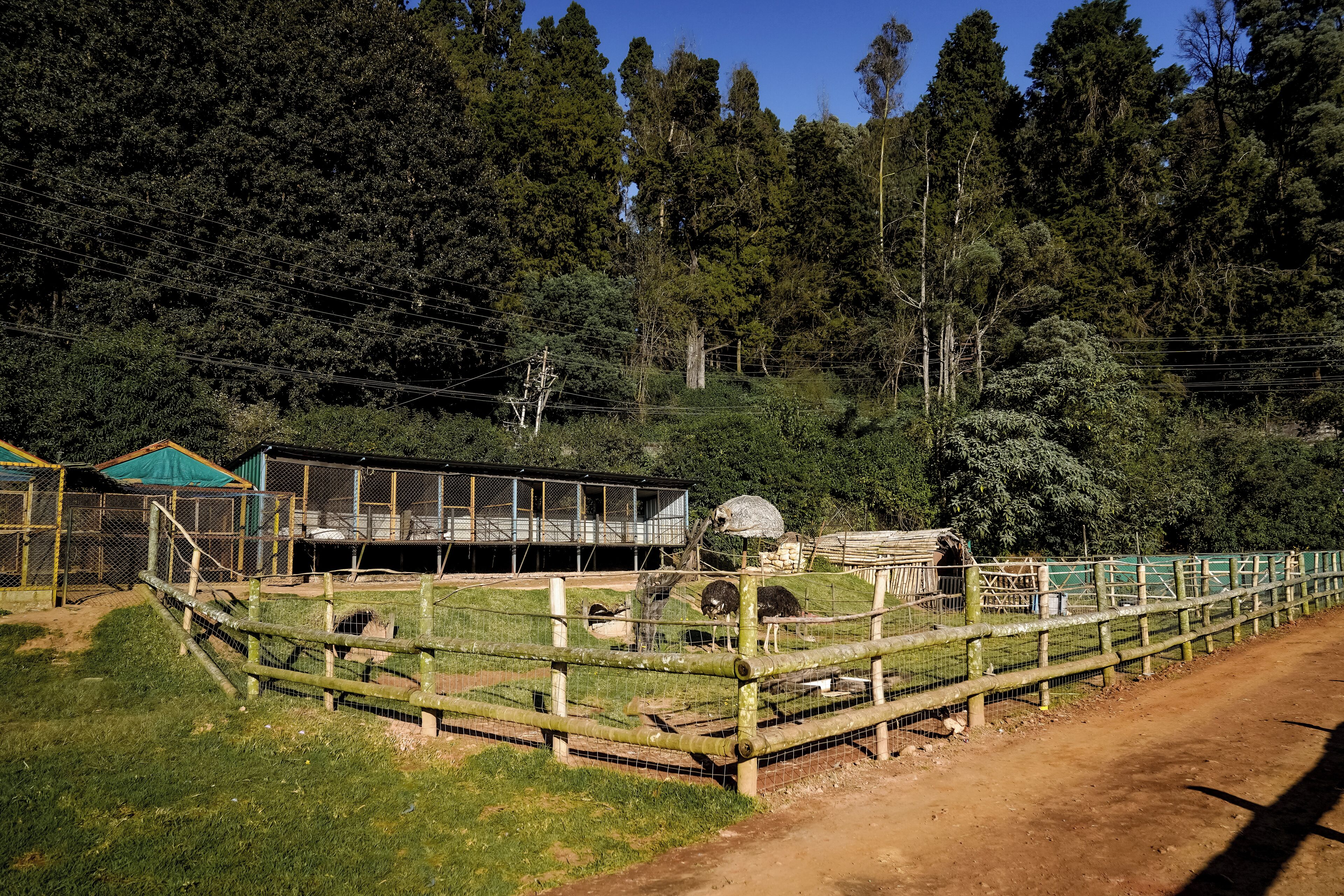 A fenced enclosure with a dirt path, surrounded by dense forest.