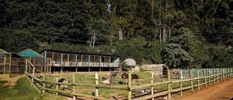 A fenced enclosure with a dirt path, surrounded by dense forest.
