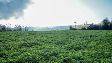 A vast field of green crops under a clear sky.
