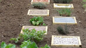 Jardí amb llits elevats que contenen diverses plantes i verdures.