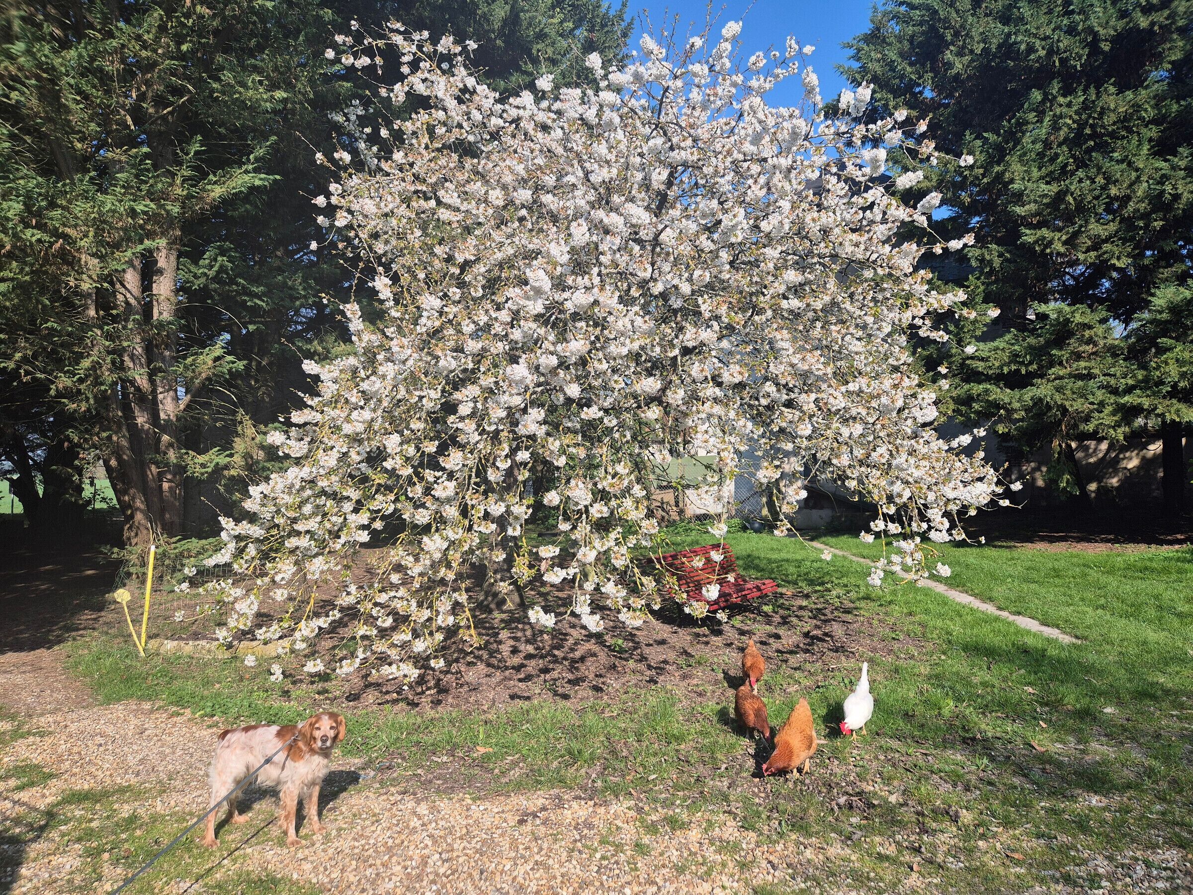 A tree with white blossoms, a dog, and chickens in a grassy area.