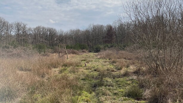 Eine natürliche Landschaft mit einem Pfad, Bäumen und einer Holzkonstruktion.