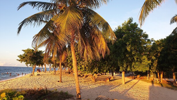 Una playa con palmeras, un sendero de arena y gente relajándose.