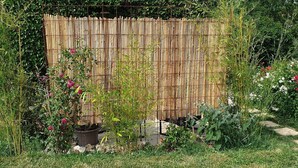A garden with a bamboo fence, various plants, and flowers.