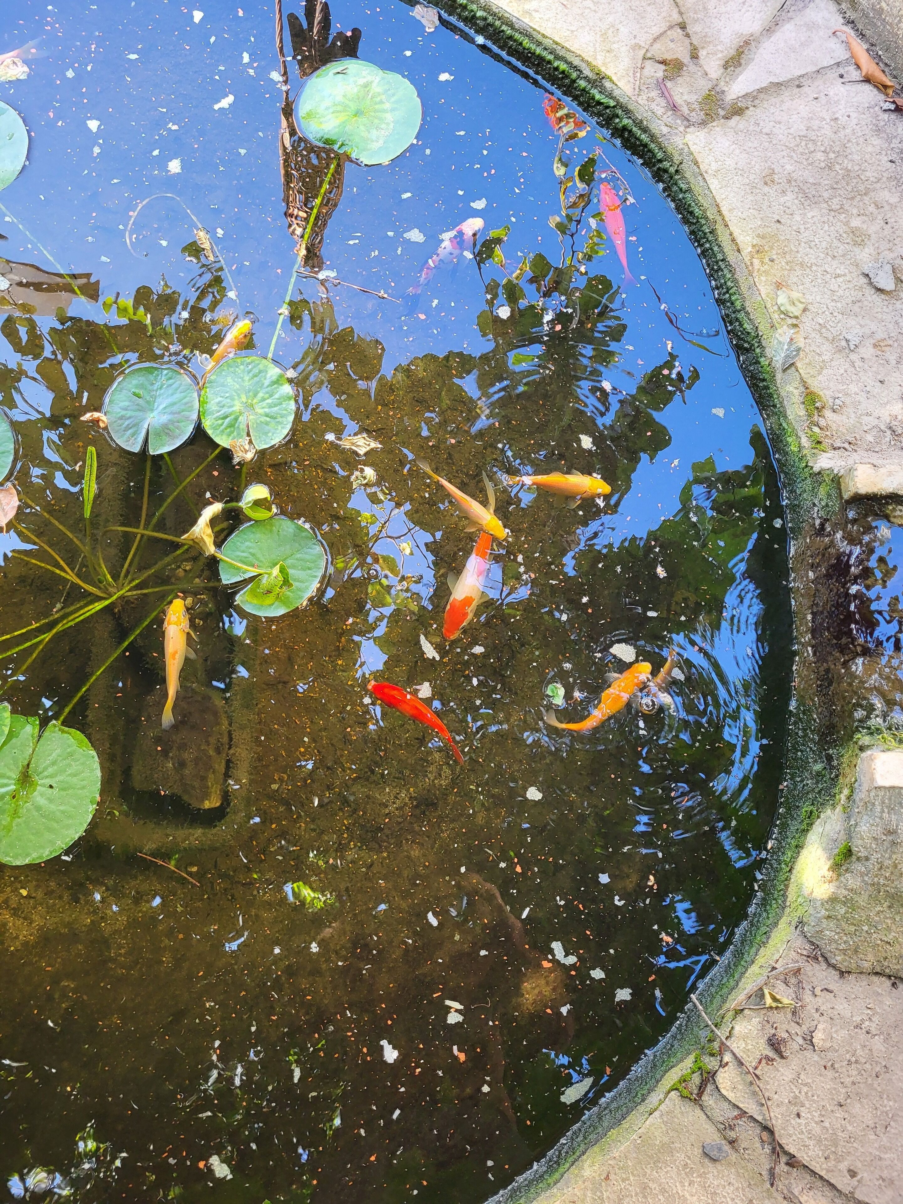 A pond with koi fish and lily pads.