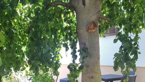 Un árbol con un banco y una mesa bajo su sombra, rodeado de piedras y plantas.