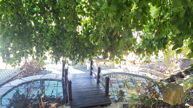 Un sendero de piedra lleva a un puente de madera sobre un estanque, rodeado de abundante vegetación y un muro de piedra.