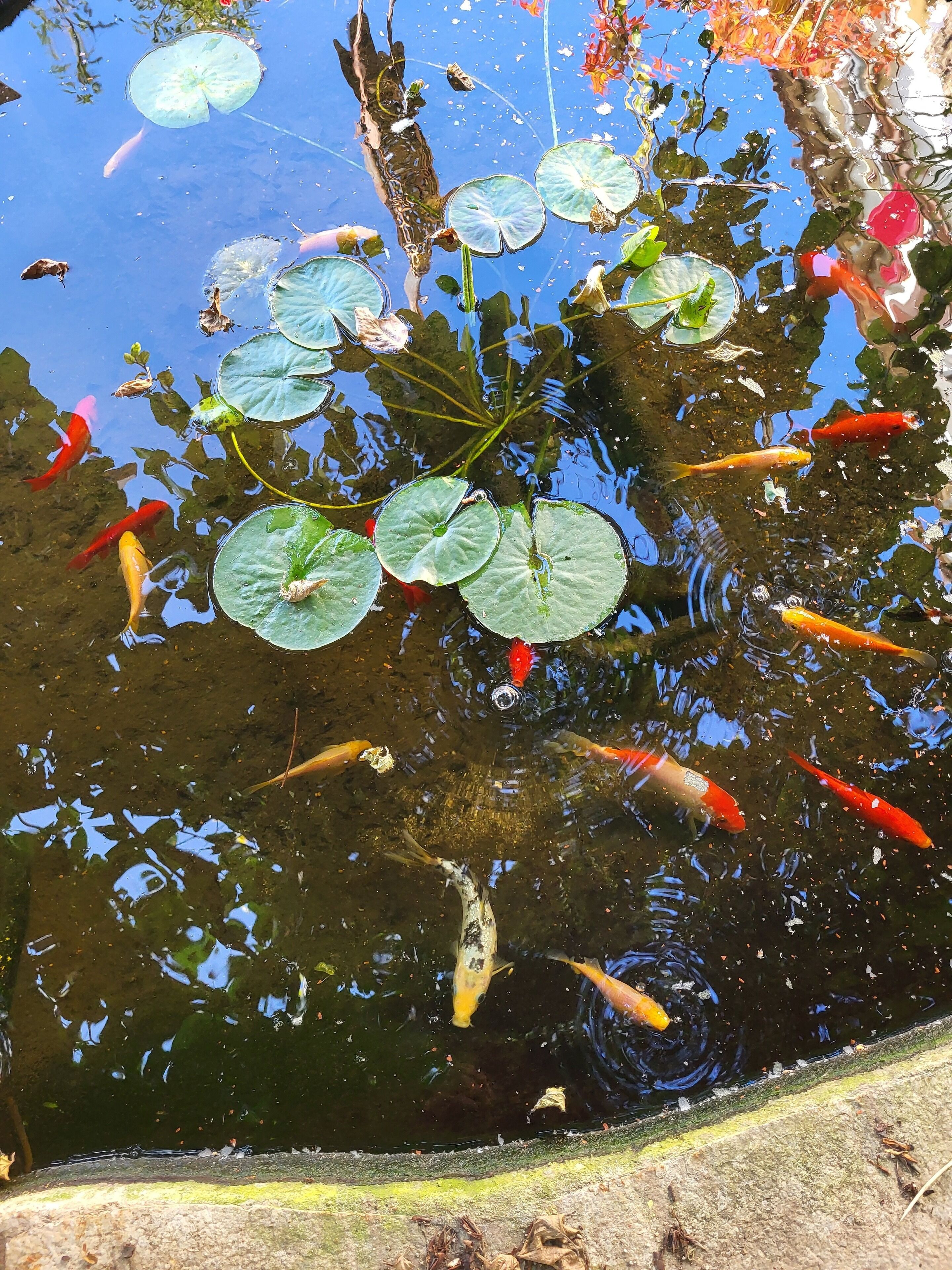 A pond with koi fish and lily pads.