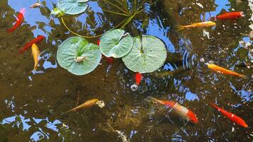 A pond with koi fish and lily pads.