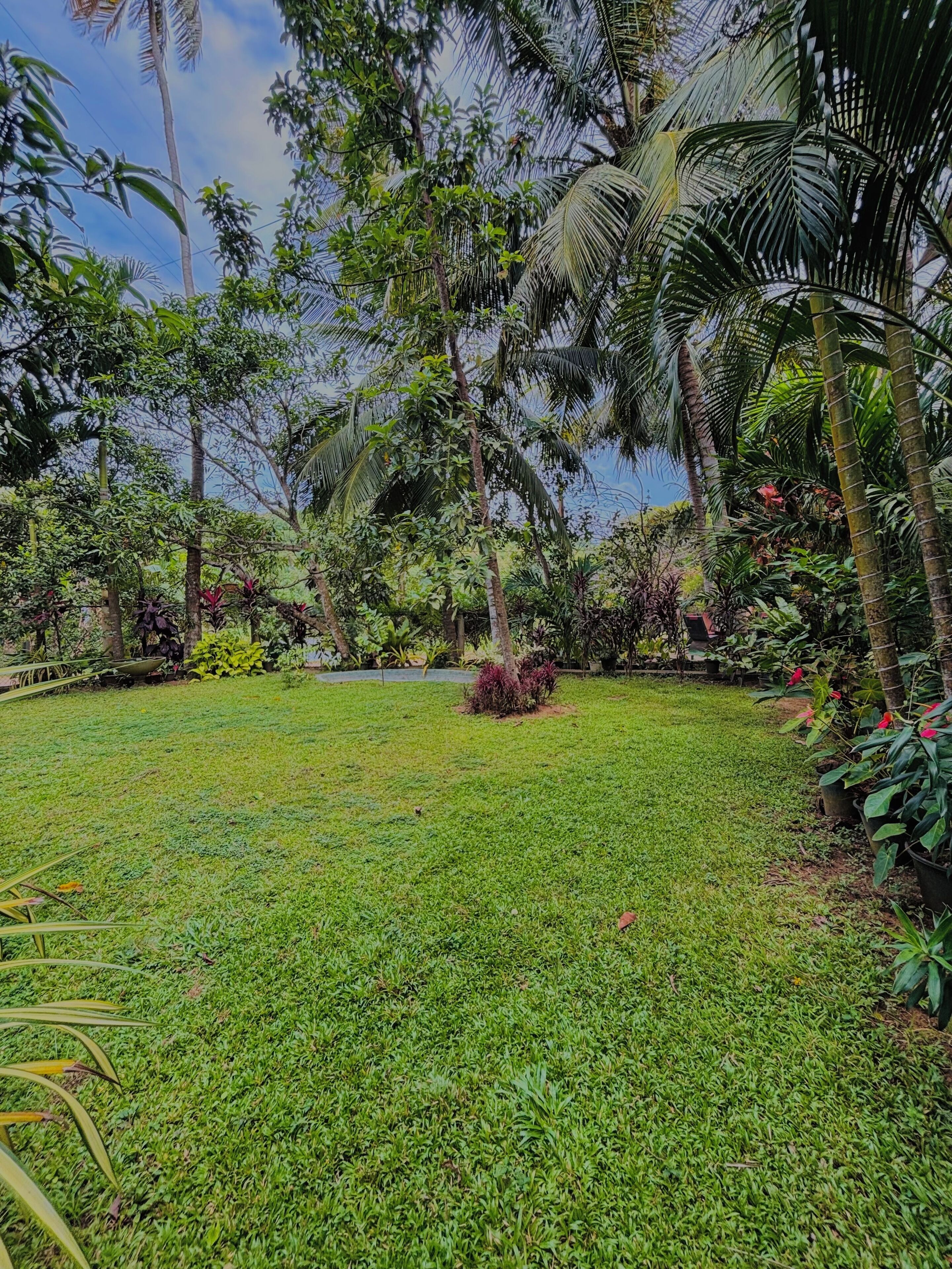 A lush garden with a variety of tropical plants and palm trees.
